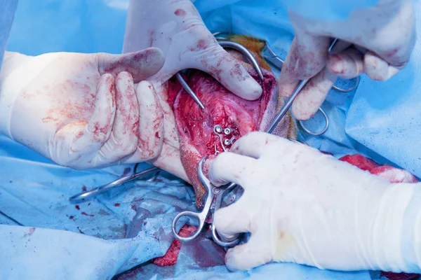 Obszarze Chirurgiczne Kości Nogi Psa Przypinanie Kości Posiadanie Urządzeń Chirurgicznych — Zdjęcie stockowe