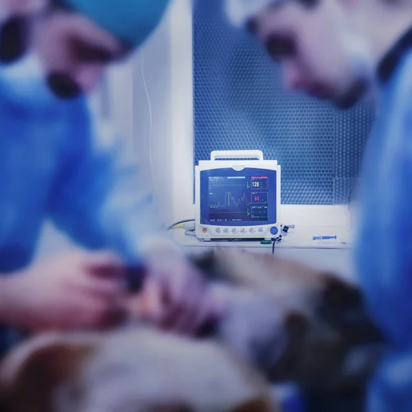 Equipment and medical devices in veterinary operating room. Medical operation. (Health, animal, hospital, treatment, medicine concept)