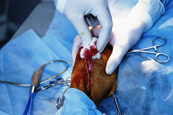 Operatie Paws Hond Een Veterinaire Kliniek Dierenarts Chirurgie Vaststelling Van — Stockfoto