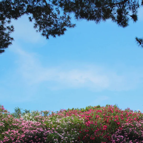 Fantastic Flowers Trees Background Blue Sky — Stock Photo, Image