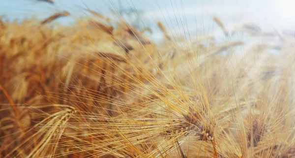 Campo de cebada en los rayos del sol — Foto de Stock