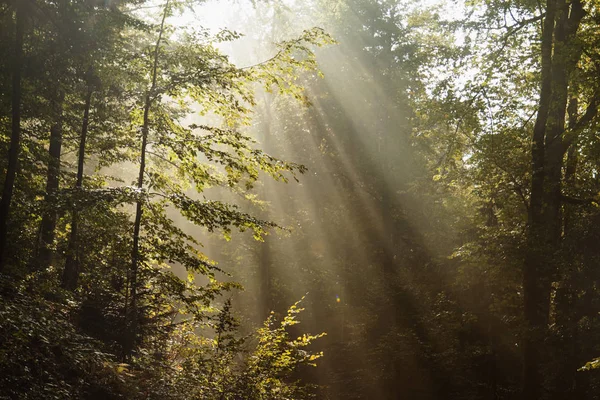 Fantástico Bosque Niebla Con Camino Roto Luz Del Sol Rayos — Foto de Stock