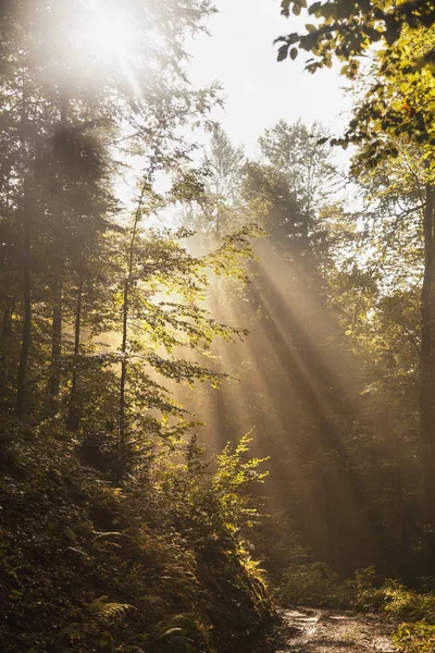 Fantástico Bosque Niebla Con Camino Roto Luz Del Sol Rayos — Foto de Stock