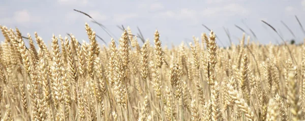 Pšeničné Pole Uši Zlaté Pšenice Zblízka Venkovská Krajina Pod Zářící — Stock fotografie