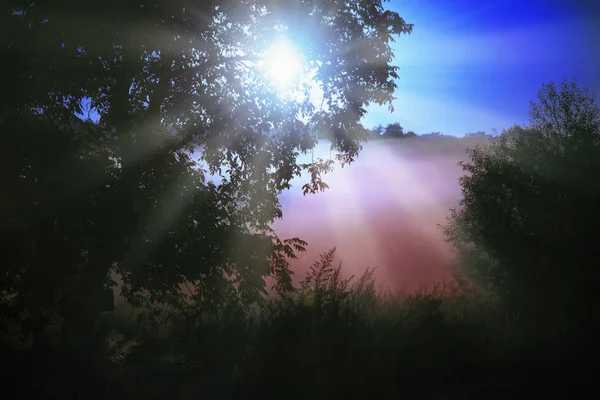 Fantástico Bosque Niebla Con Camino Roto Luz Del Sol Rayos —  Fotos de Stock