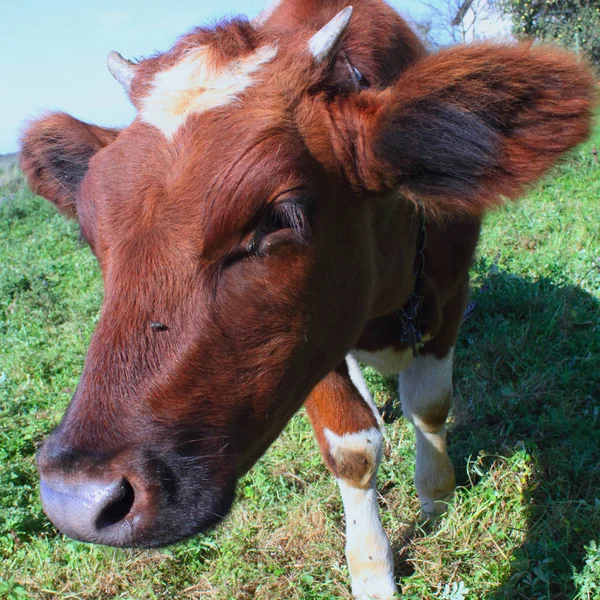 Корова Синем Зеленом Фоне — стоковое фото