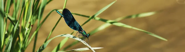 Dragonfly Een Achtergrond Van Groen Gras — Stockfoto