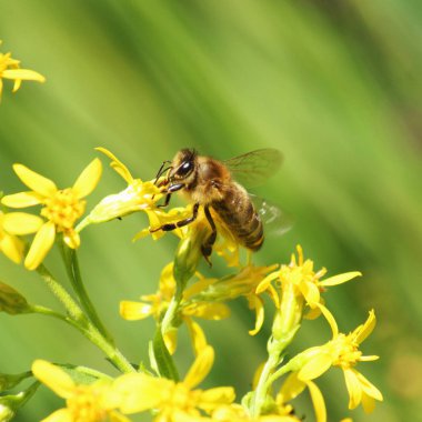 çim yeşil zemin çiçek arıya