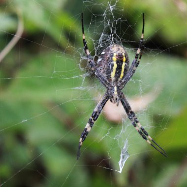 yeşil zemin üzerine örümcek