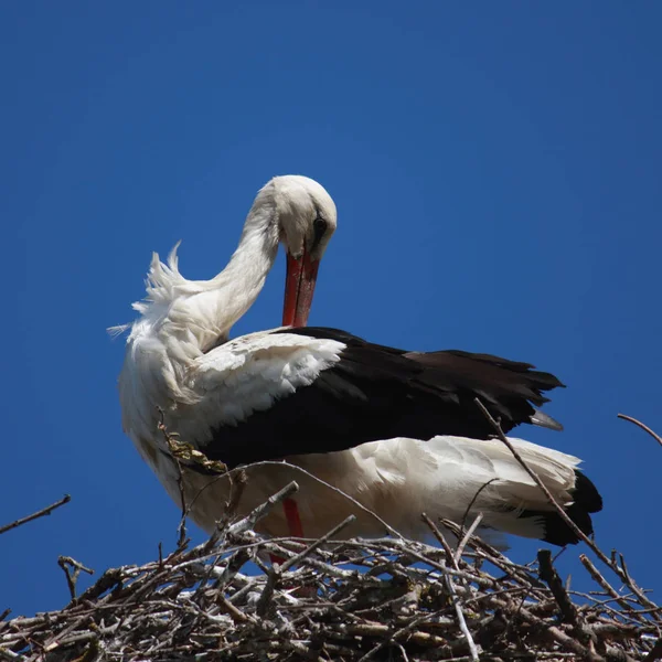 Vit Stork Storlek Fågeln 100 Lång Wingspan 200 220 Vikt — Stockfoto