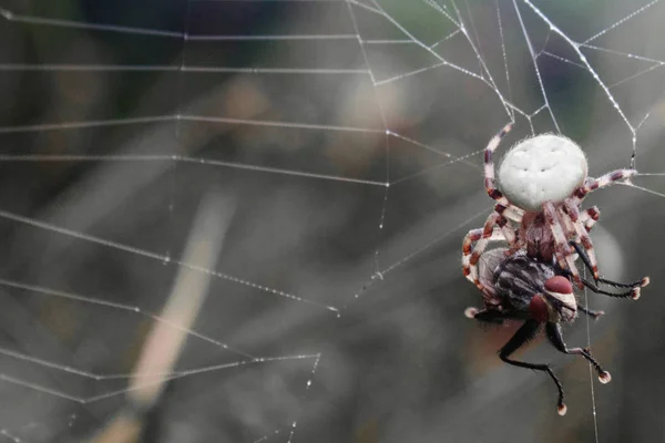 Spider Fly Catturato Una Tela Fauna Selvatica — Foto Stock