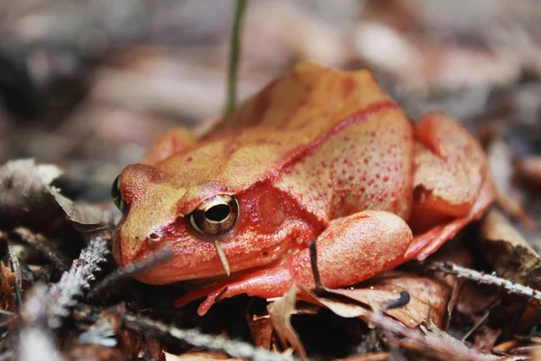 Frog Symbol Riches Money Luck — Stock Photo, Image