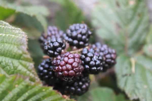 Blackberry Ága Háttérben Zöld Levelek — Stock Fotó