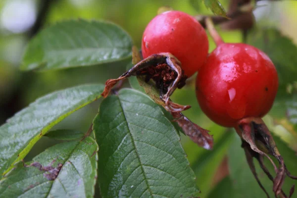 Dog Rose Hips Background Green Leaves — Stock Photo, Image