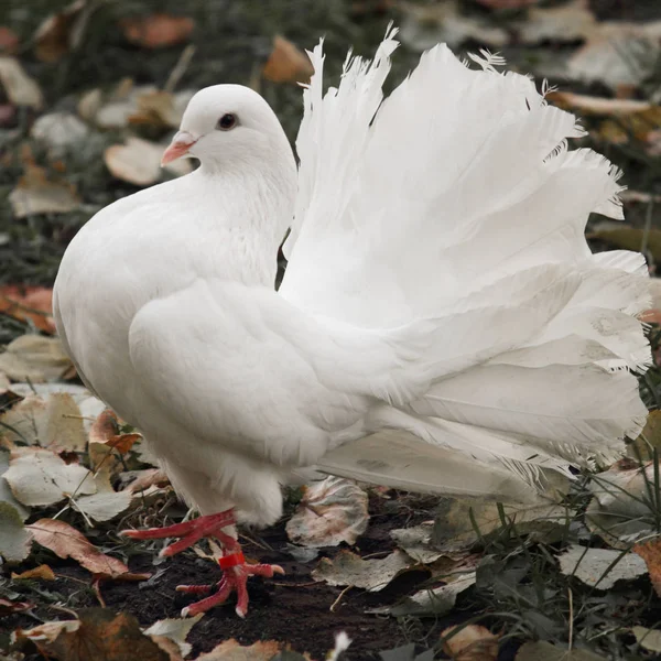 鸽子作为和平与爱的象征 — 图库照片