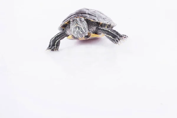 Turtle Als Een Symbool Van Wijsheid Stabiliteit Het Bedrijfsleven — Stockfoto