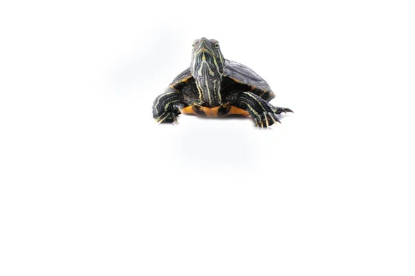 Turtle Witte Achtergrond Details — Stockfoto