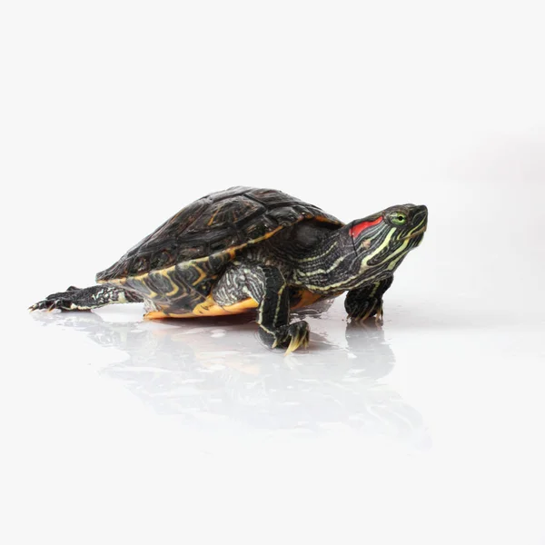 Turtle Witte Achtergrond Details — Stockfoto