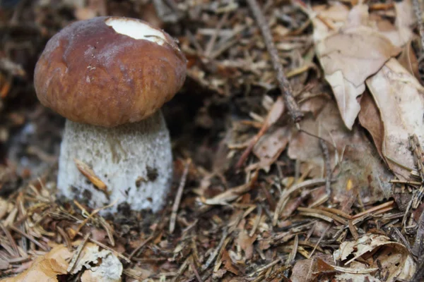 One Most Delicious Mushrooms Cep — Stock Photo, Image