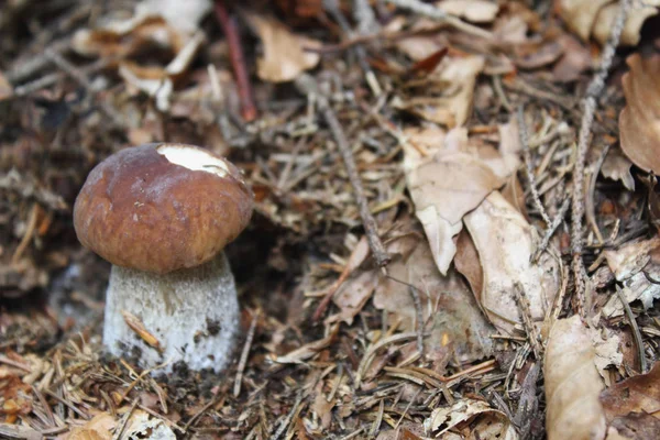 One Most Delicious Mushrooms Cep — Stock Photo, Image