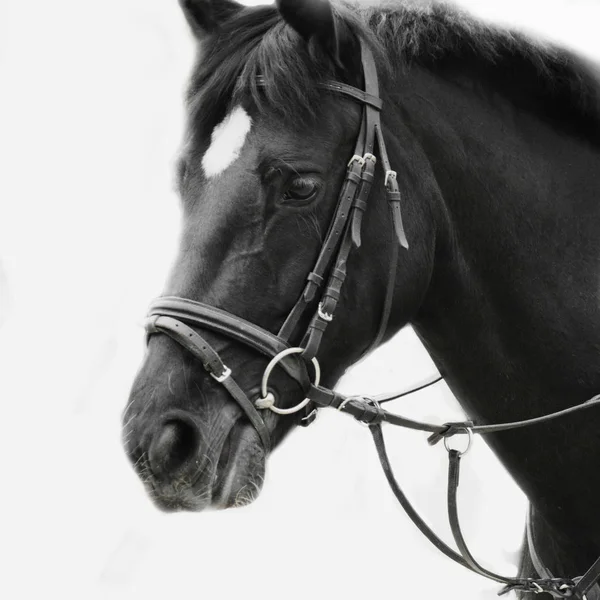 Black White Portrait Arabian Stallion Details — Stock Photo, Image