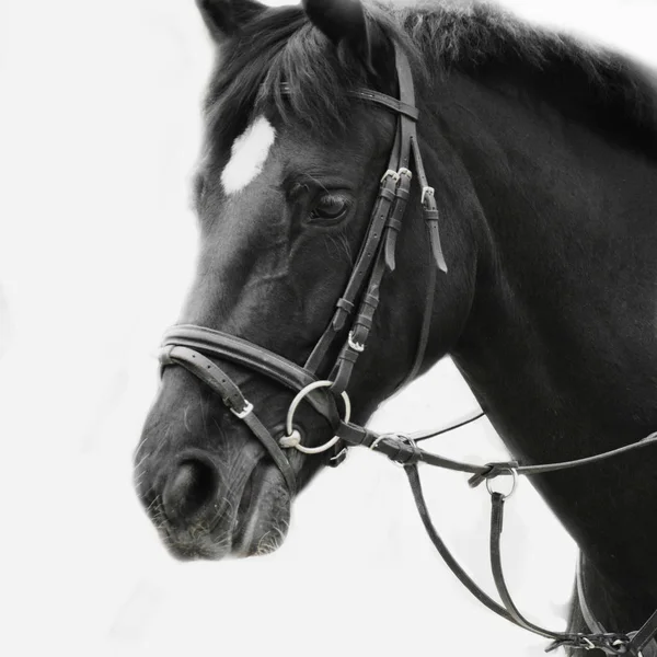 Retrato Preto Branco Garanhão Árabe Detalhes — Fotografia de Stock