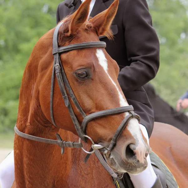 Portrait Arabian Stallion Details — Stock Photo, Image