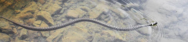 Nonpoisonous Wąż Wąż Rzece Około — Zdjęcie stockowe