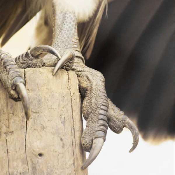 Vulture claws Stock Photos, Royalty Free Vulture claws Images