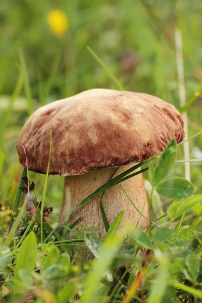 One Most Delicious Mushrooms Cep — Stock Photo, Image