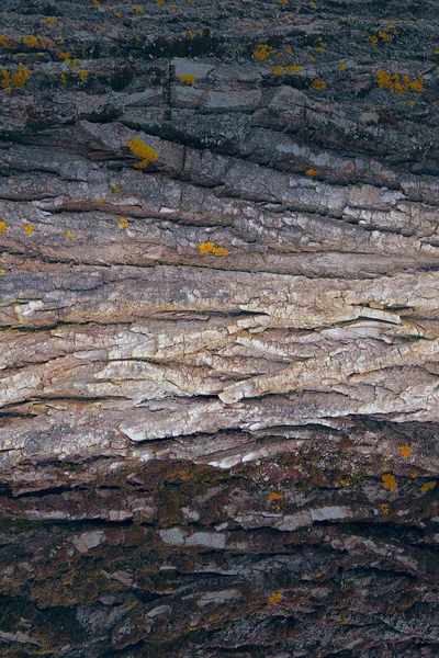 Colorful Tree Bark Texture Background Surface Hardwood — Stock Photo, Image