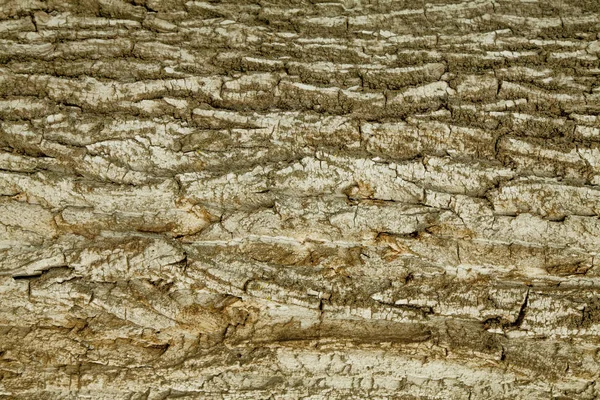 Fondos ricos de textura de corteza de árbol. La superficie de la madera dura. —  Fotos de Stock