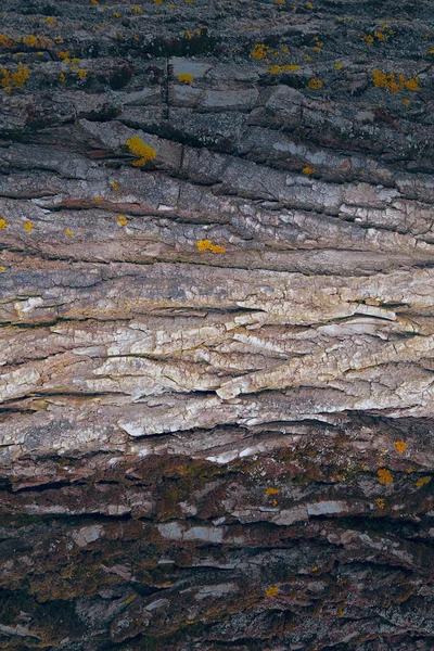 Colorful tree bark texture background. The surface of hardwood. — Stock Photo, Image