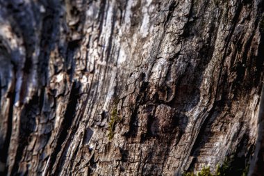 Ağaç. Eski renkli zengin ahşap dokusu ve tasarım için arka plan 