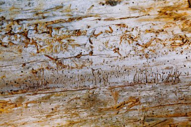 Eski zengin ahşap dokular. Metin için ahşap duvar, doku için