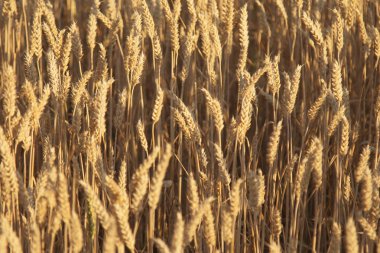 Arpa tarlası arka planında, güneş ışığında. Tarım, tarımcılık, ind