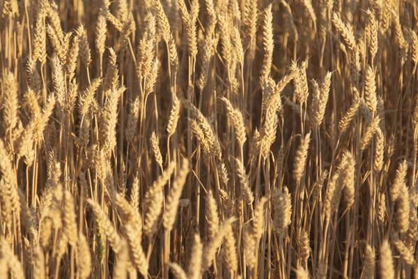 Barley campo de fondo bajo la luz del sol. Agricultura, agronomía, querido — Foto de Stock
