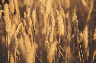 Altın arpa tarlasını kapatın. Tarım, tarım., 