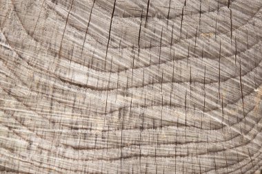 Ağaç kabuğu dokusu. Doğanın ahşap arka planı. Fi 'nin doku deseni