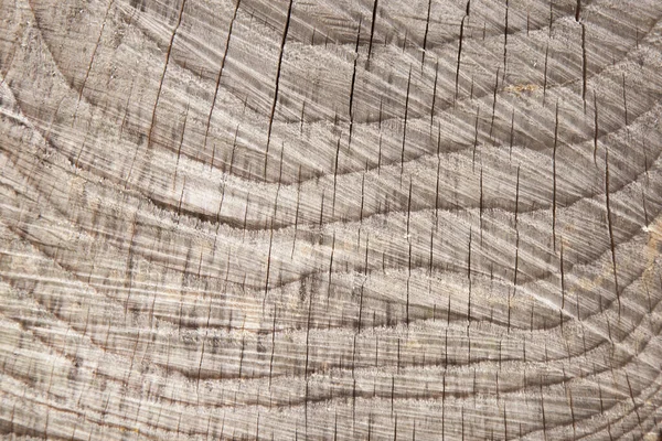 Konsystencja kory drzewa. Naturalne tło drewna. Wzór tekstury fi — Zdjęcie stockowe