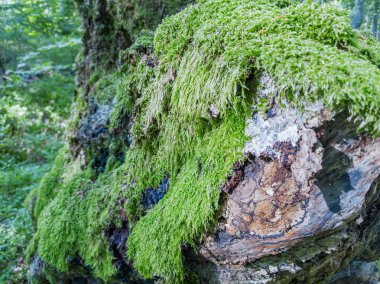 Antik orman. Yeşil Yosun arkaplanı, yosun dokusu deseni 