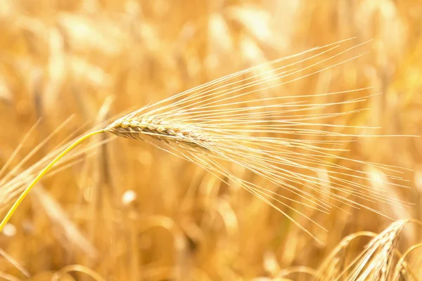 Chiudi lo sfondo del campo d'orzo alla luce del sole. Agricoltura, agron — Foto Stock