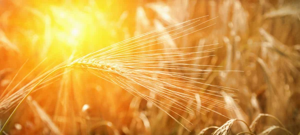 Sfondo campo di orzo alla luce del sole. Agricoltura, agronomia, indù — Foto Stock