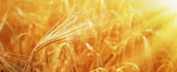 Närbild korn fält bakgrund. Jordbruk, agronomi, industri — Stockfoto
