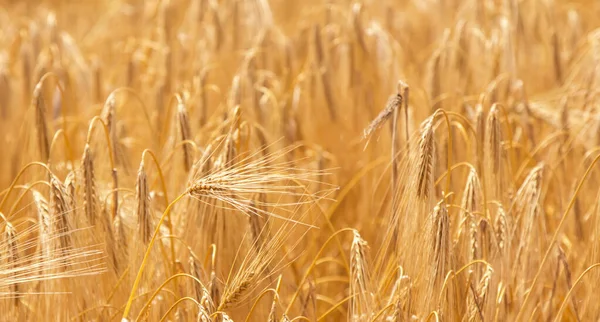 Gerst veld achtergrond. Landbouw, agronomie, industrieel concept — Stockfoto