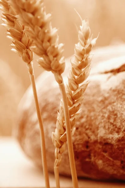 Chiuda il pane fresco e il grano. Industrie, alimentare, agricolo — Foto Stock