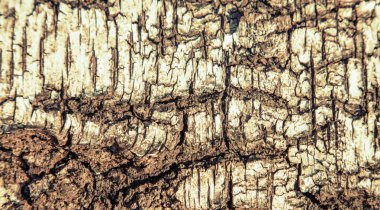 Eski doğal ahşap doku tasarım için doğal arkaplan olarak kullanılır