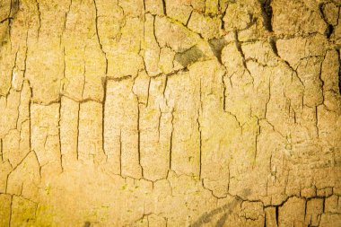 Çatallı eski doğal ahşap doku dizayn için doğal arka plan olarak kullanılır. Yatay resim.