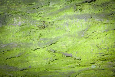 Eski zengin yeşil ahşap dokusu arka yüzeyi eski doğal desenli.