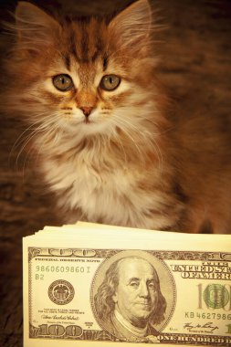 Amerikan dolarları ile küçük güzel bir kedinin komik portresi..